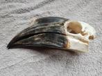 schedel neushoornvogel, Enlèvement ou Envoi, Utilisé, Oiseaux, Crâne