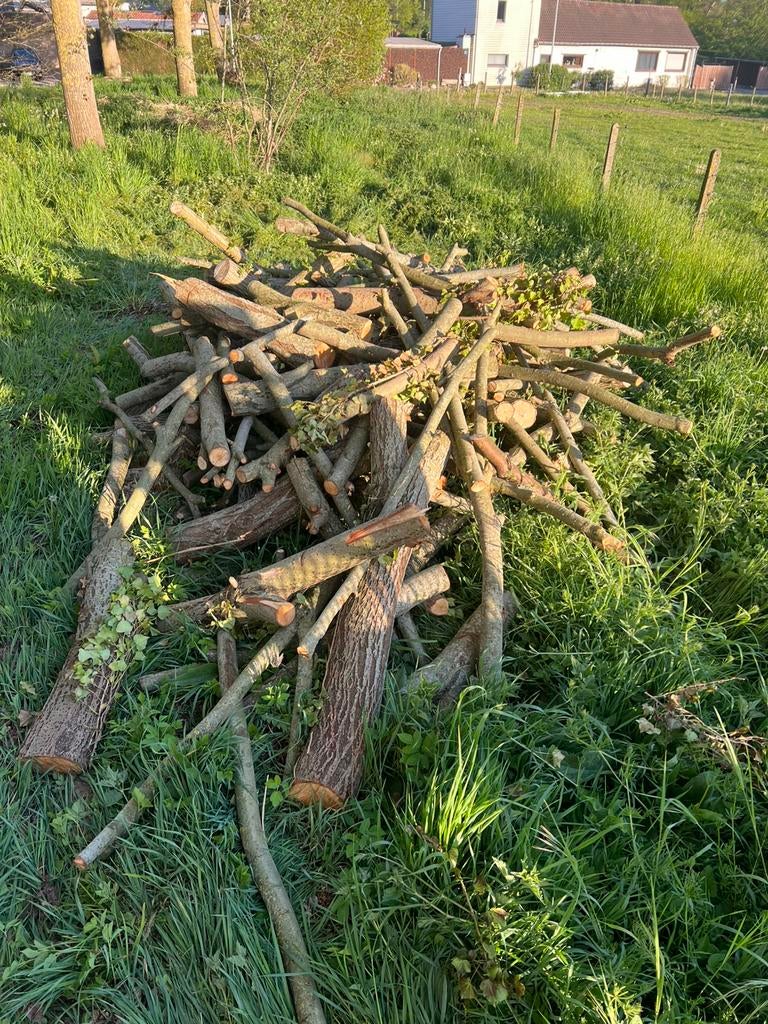 Brandhout wilg vers gezaagd, Ophalen