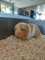 Twee cavia's zoeken nieuwe thuis., Juin, Cobaye