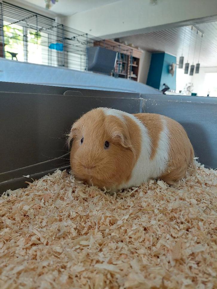 Twee cavia's zoeken nieuwe thuis., Dieren en Toebehoren, Knaagdieren, Cavia, Juni