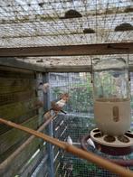 Zebravinken,, Dieren en Toebehoren, Vogels | Kanaries