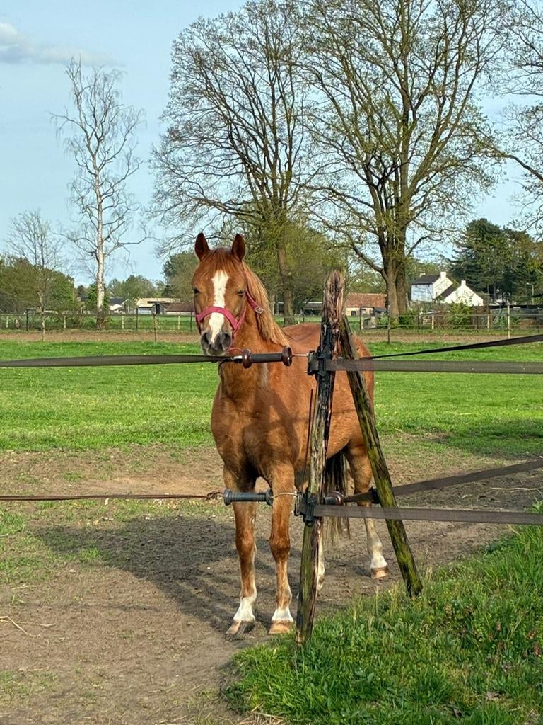 Lieve 5 jarige welsh merrie