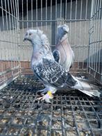 Super cift tepe gumus bas, Dieren en Toebehoren