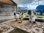Brahma colombia, Dieren en Toebehoren, Pluimvee, Kip