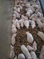 Witte muizen te koop, Dieren en Toebehoren, Overige soorten
