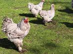 Broedeieren Brahma lavendel wit gepareld groothoender, Sexe inconnu, Poule ou poulet