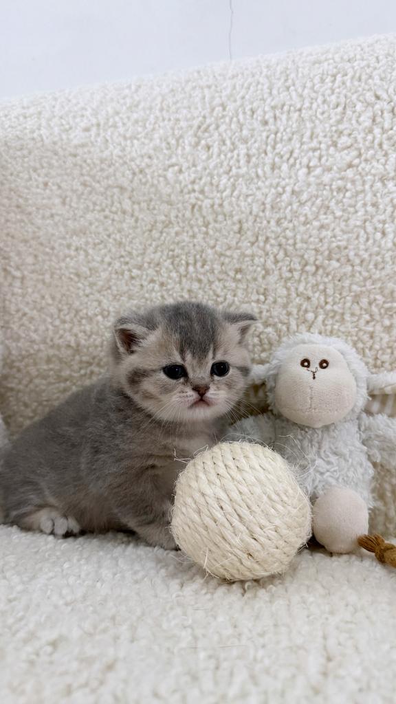 Britse Korthaar Kittens, Kater, Gechipt, 0 tot 2 jaar