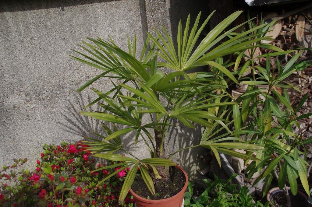 Trachy Carpus Fortunei, Tuin en Terras, Planten | Bomen, Lente, Minder dan 100 cm, Palmboom, Ophalen