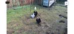 Cochin kriel, Dieren en Toebehoren, Pluimvee, Meerdere dieren, Kip