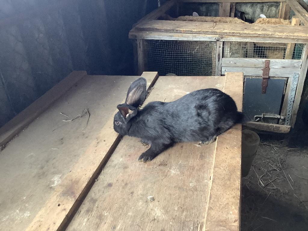 Jonge Vleeskonijnen, Plusieurs animaux, Taille moyenne, Oreilles tombantes, 0 à 2 ans