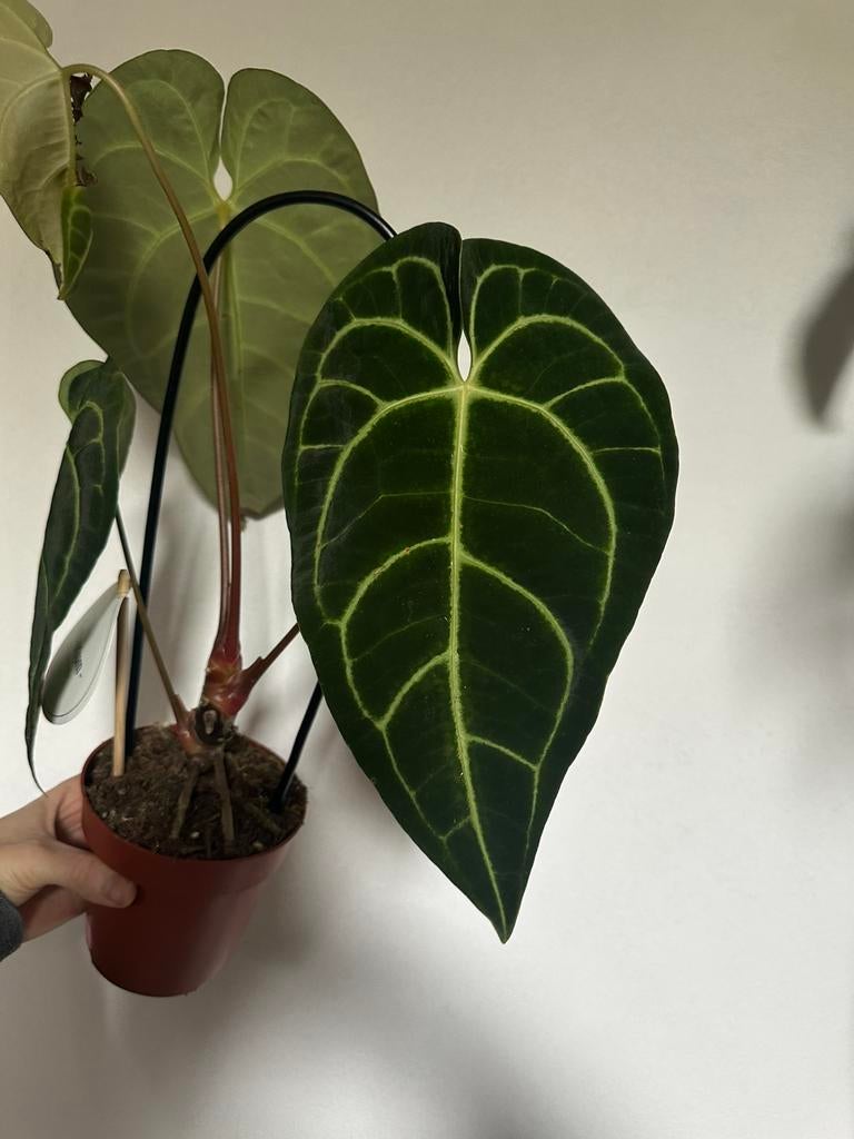 Anthurium clarinervium, Ophalen