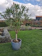 Oleander, Tuin en Terras, Planten | Tuinplanten, Volle zon, Vaste plant, Zomer, Ophalen