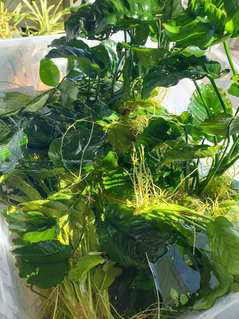 Anubias, Ophalen, Zo goed als nieuw, Terrarium of Paludarium