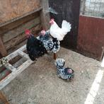 Hollandse kriel, Dieren en Toebehoren, Pluimvee, Kip