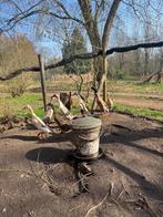 Indische loopeenden, Plusieurs animaux, Canard