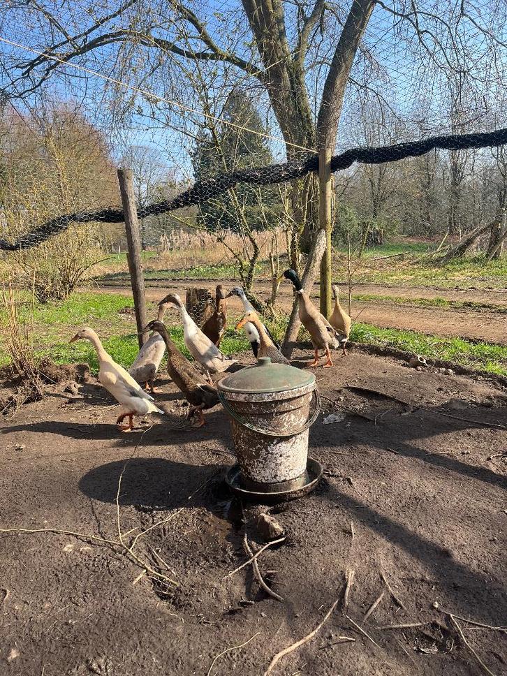 Indische loopeenden, Animaux & Accessoires, Volatiles, Canard, Plusieurs animaux