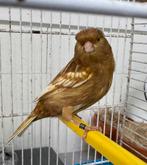 Kanarie phaeo geel pop 2025, Dieren en Toebehoren