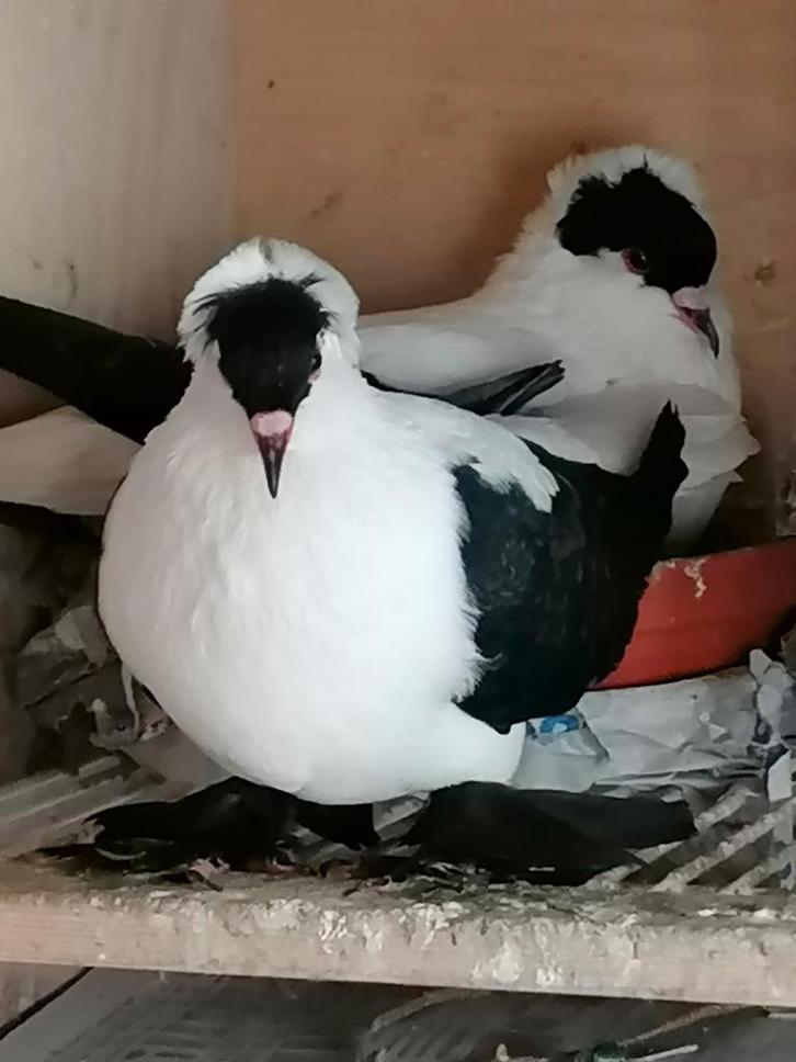 Neurenberg duiven, Dieren en Toebehoren, Vogels | Duiven