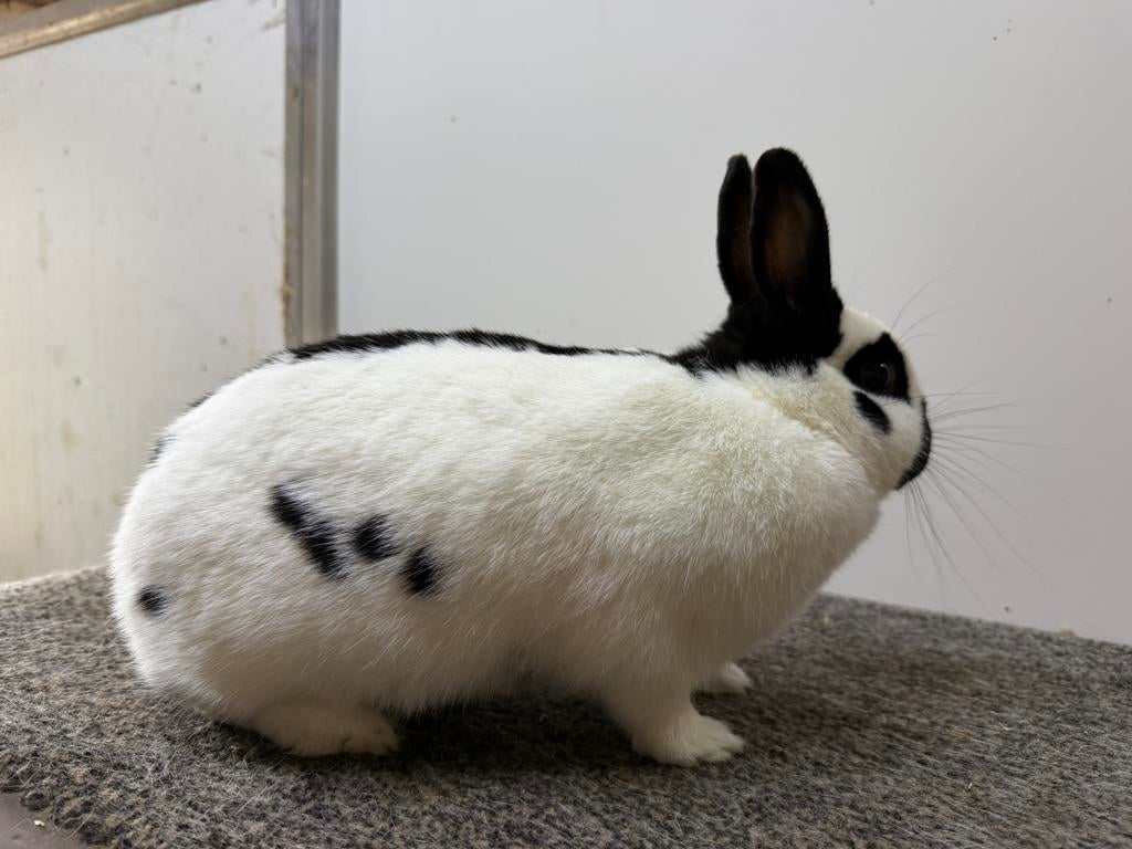 Dwergvlinder voedster