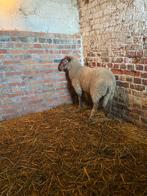 Schapen, Dieren en Toebehoren, Schapen, Geiten en Varkens