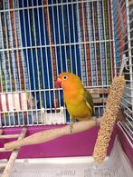 Agapornis fischeri, Animaux & Accessoires, Oiseaux | Perruches & Perroquets, Sexe inconnu, Perroquet nain ou Inséparable