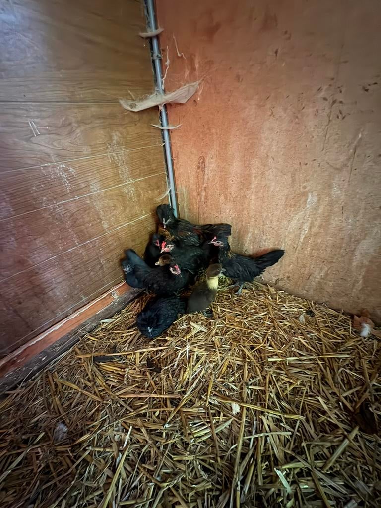 10 kippen mix, Meerdere dieren, Kip