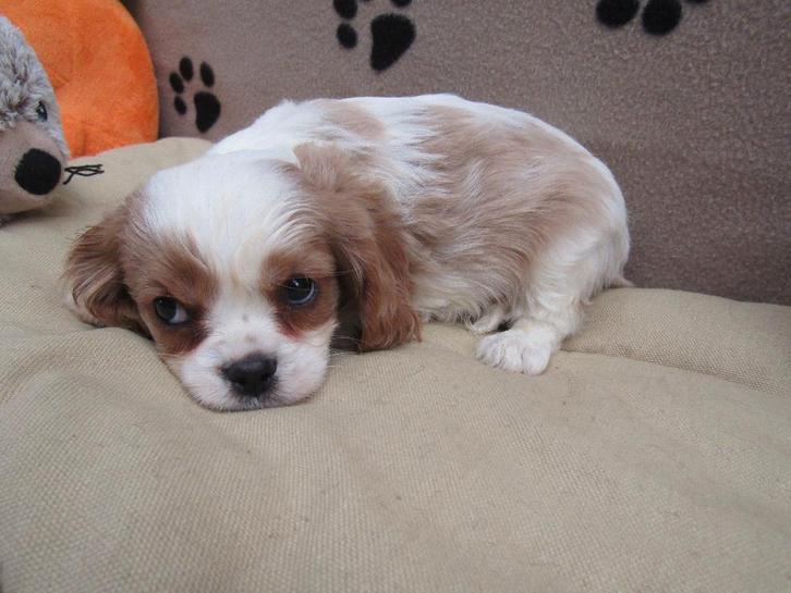 King Charles pups, Animaux & Accessoires, Chiens | Retrievers, Épagneuls & Chiens d'eau, Chien (mâle), Épagneul, Éleveur | Professionnel