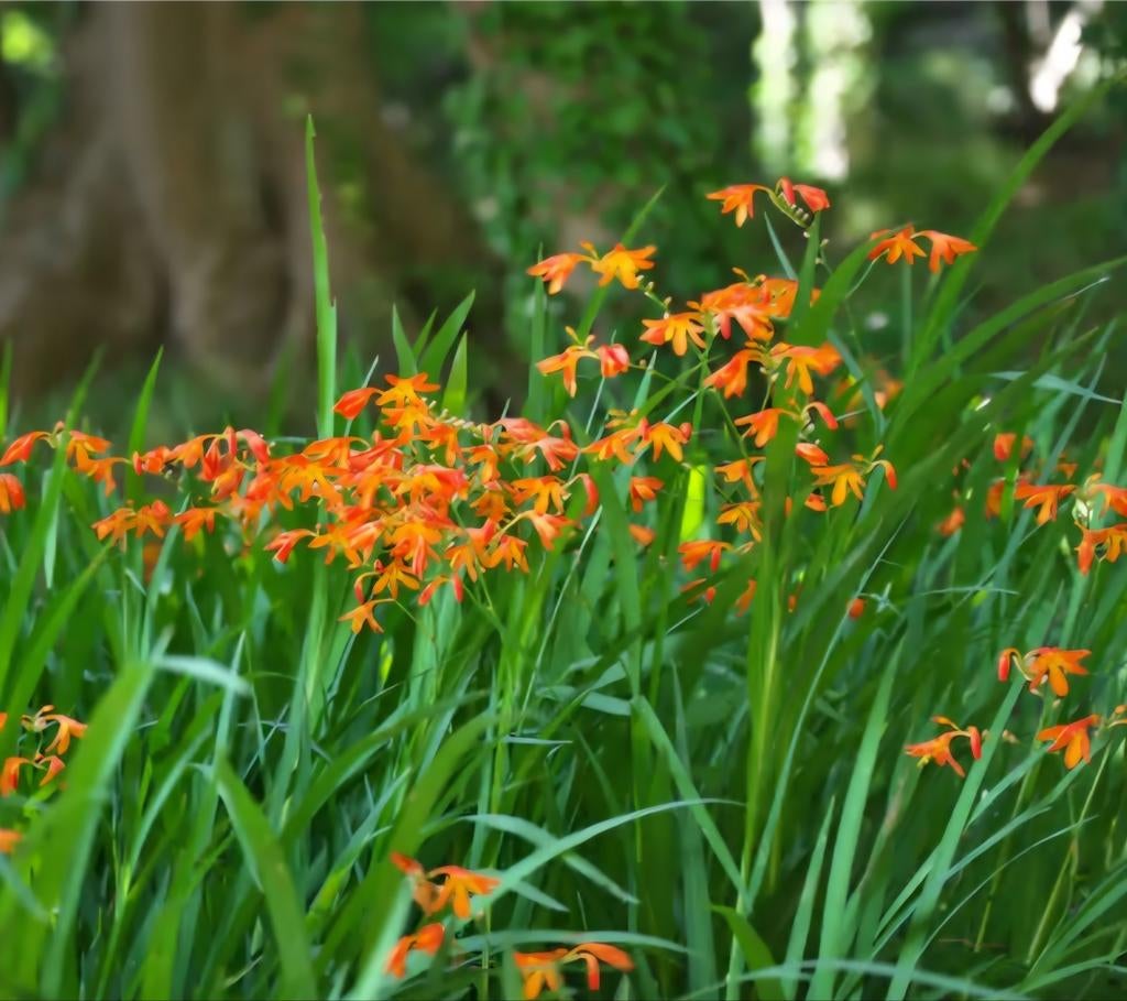 Montbretia, oranje, Ophalen, Volle zon