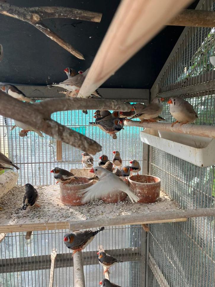 LAATSTE KWEEKKOPPELS ZEBRAVINKJES NU 4 VOOR 20 EURO, Animaux & Accessoires, Oiseaux | Oiseaux Autre, Oiseau tropical, Plusieurs animaux