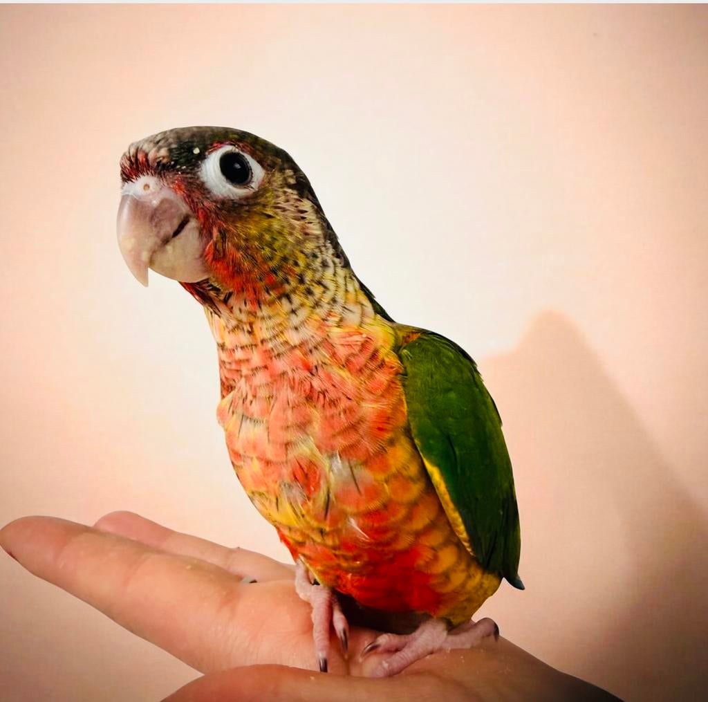 Conure eam, Enlèvement
