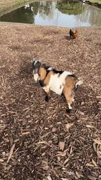 Dwerg geit bok, Dieren en Toebehoren, Schapen, Geiten en Varkens, Mannelijk, Geit, 0 tot 2 jaar