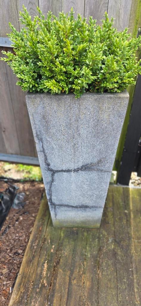 Plantenbak met enkele barsten, Enlèvement