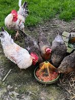 Broedeieren, Sexe inconnu, Poule ou poulet