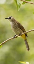 Man Wenkbrauw buulbuul, Dieren en Toebehoren, Vogels | Overige Vogels, Mannelijk, Tropenvogel, Geringd