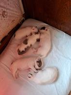 Te koop  chihuahua pups, Chien (mâle), Hépatite contagieuse (maladie de Rubarth), Belgique, 8 à 15 semaines