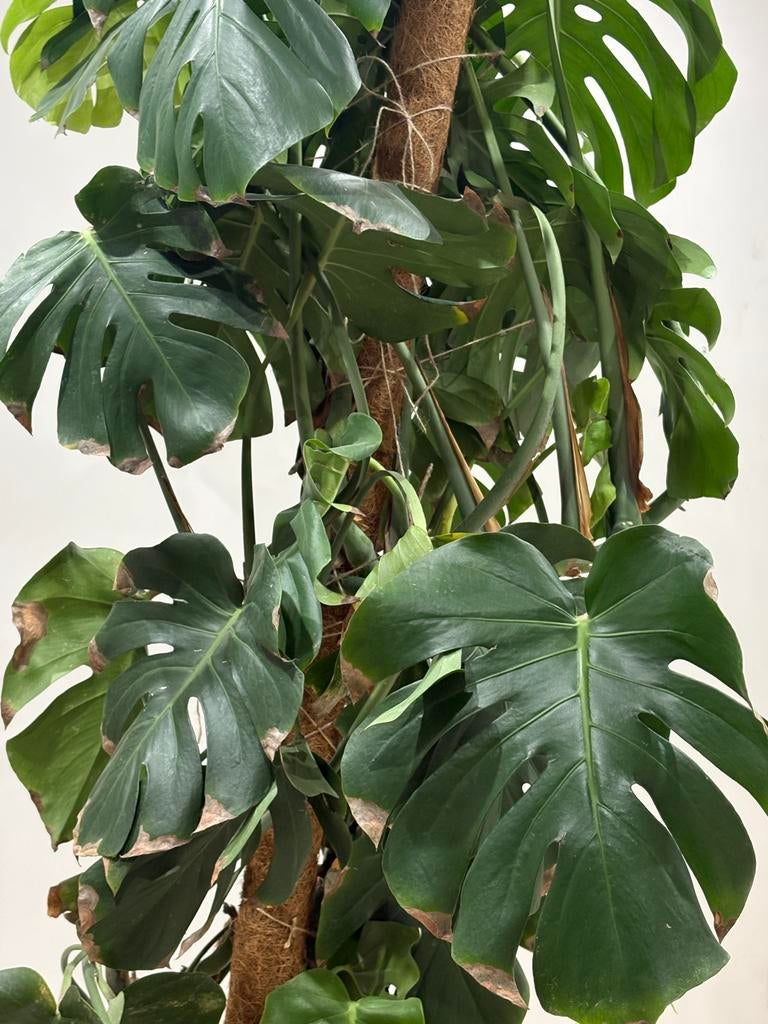 Monstera XL dans un panier, Maison & Meubles, Enlèvement