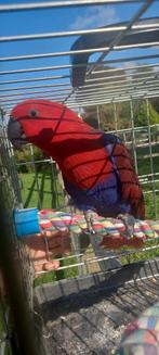 Perroquet rouge s'est envolé, Domestique