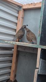 California kwartels te koop, Dieren en Toebehoren, Vogels | Duiven, Meerdere dieren, Overige soorten