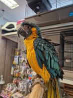 tamme jonge blauwkeel ara, Vrouwelijk, Papegaai, Geringd