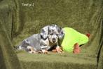 Prachtig Teckel teefje, Dieren en Toebehoren, Parvo, België, 8 tot 15 weken, Korthaar