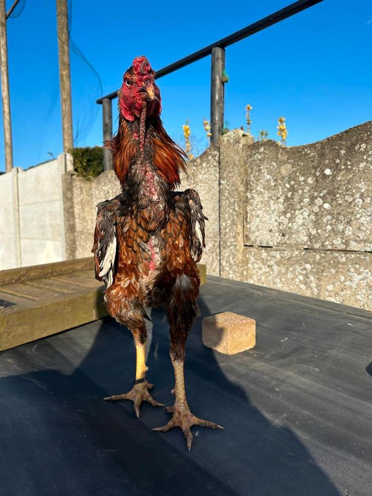 Shamo, Dieren en Toebehoren, Pluimvee