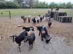 Dwerggeitjes Te koop, Animaux & Accessoires, Moutons, Chèvres & Cochons