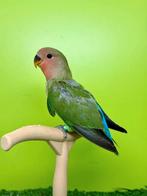 Roseicollis EAM/Apprivoisé, Animaux & Accessoires, Oiseaux | Perruches & Perroquets, Domestique