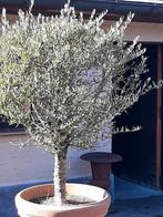 Olijfboom te koop.  160 cm., Tuin en Terras, Ophalen, Olijfboom