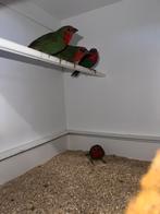 4 x Roodkop papegaai amandines koudkweek 2025, Dieren en Toebehoren, Vogels | Overige Vogels, Meerdere dieren, Tropenvogel, Geringd