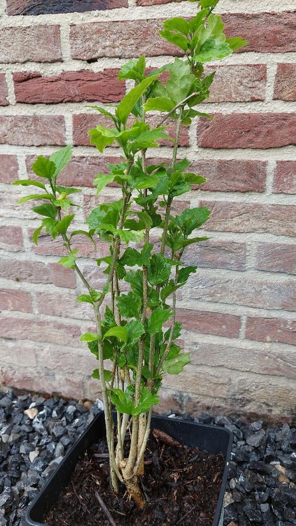 hibiscus, Tuin en Terras, Volle zon, Vaste plant, Zomer, Ophalen