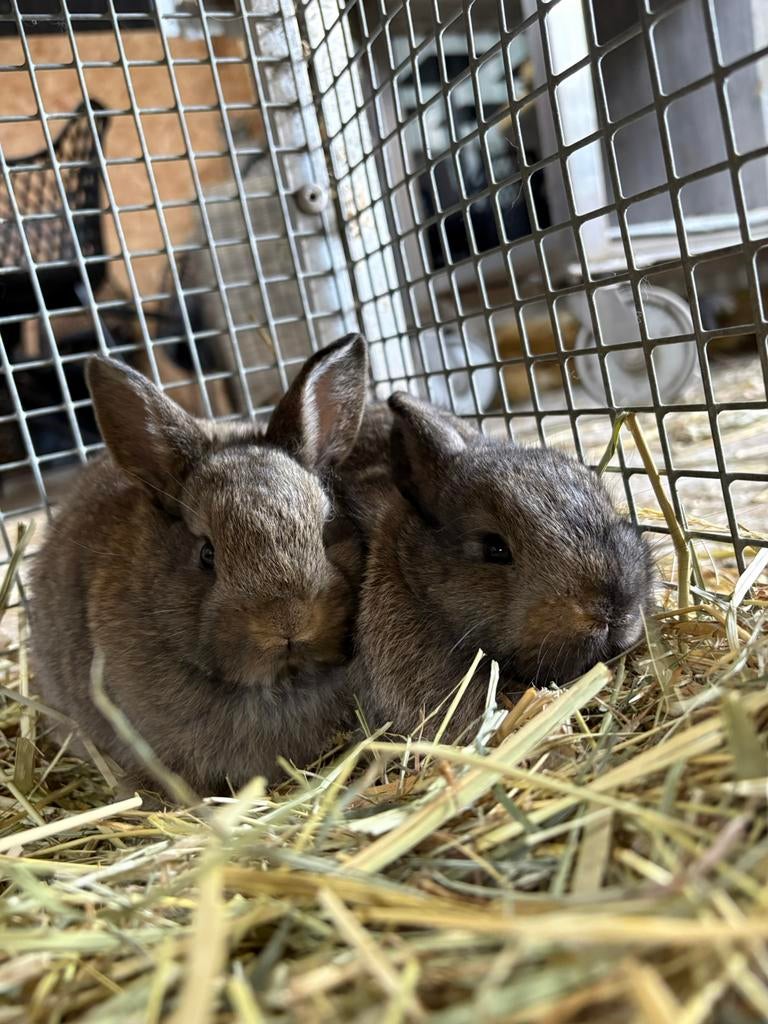 Dwerg konijn., Dwerg