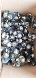 Haantjes mechelse koekoek en poule de bresse, Dieren en Toebehoren