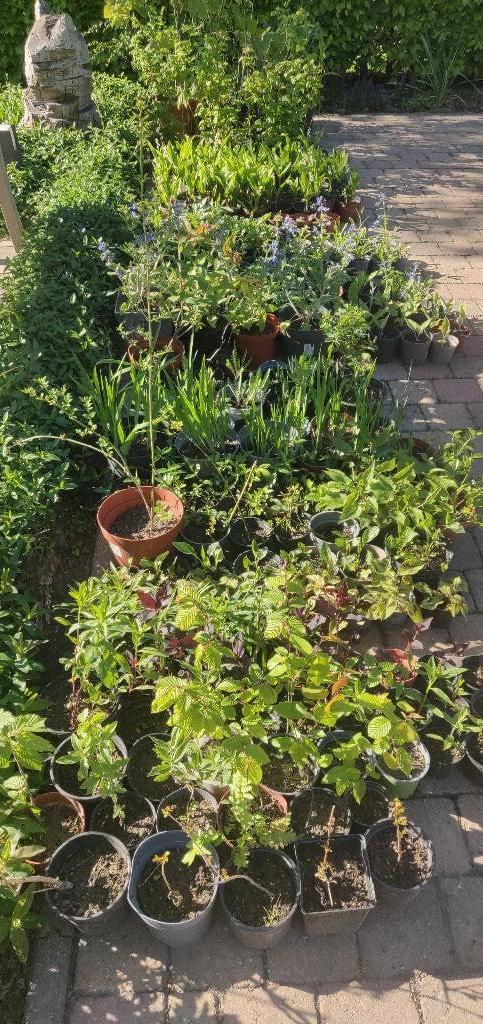 Vaste planten, Ophalen, Overige soorten