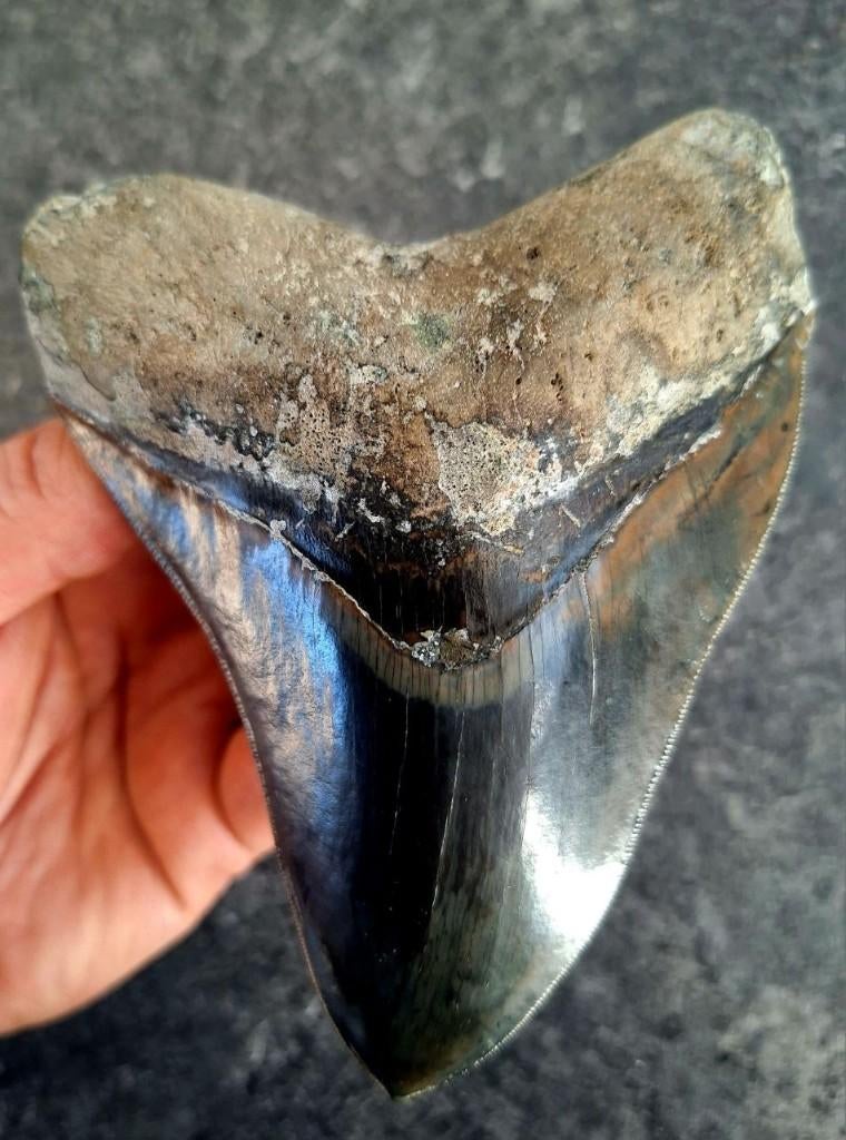 prachtig unieke Megalodon tand indo 12.8x9.6x2.5 *DARK*, Ophalen of Verzenden, Fossiel